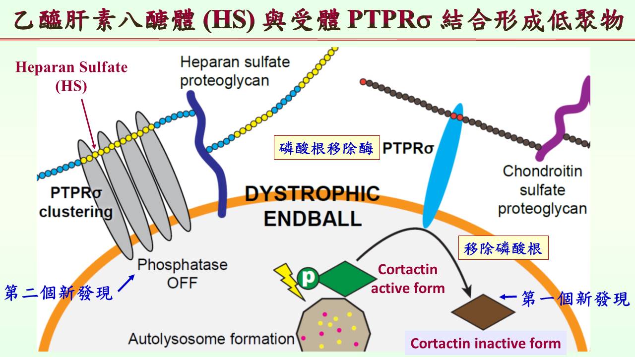 乙醯肝素八醣體 (HS) 與受體 PTPRσ 結合形成低聚物