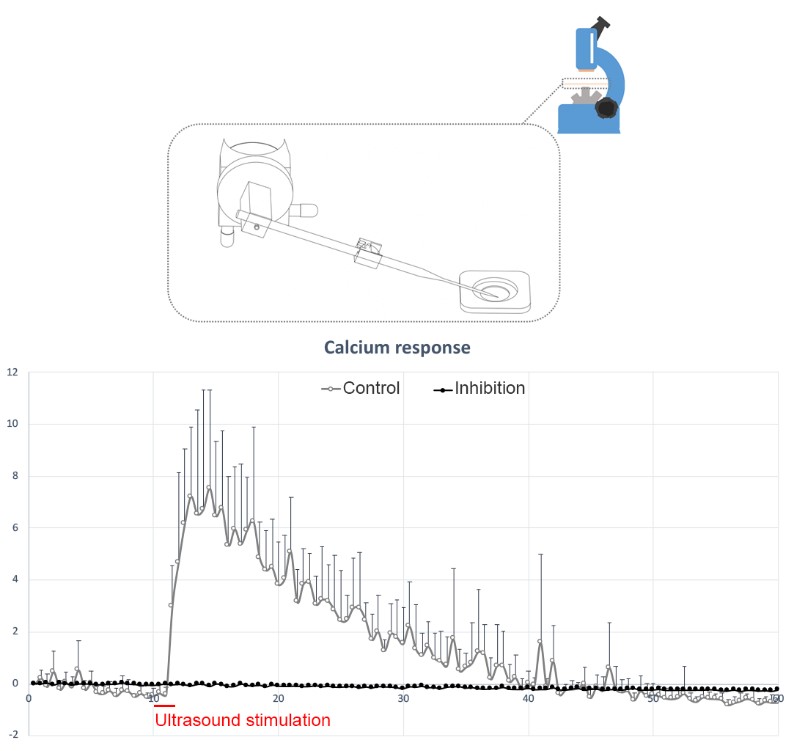 Figure 1: Micropipette guided ultrasound device (upper) and intracellular calcium induced by micropipette ultrasound (lower).