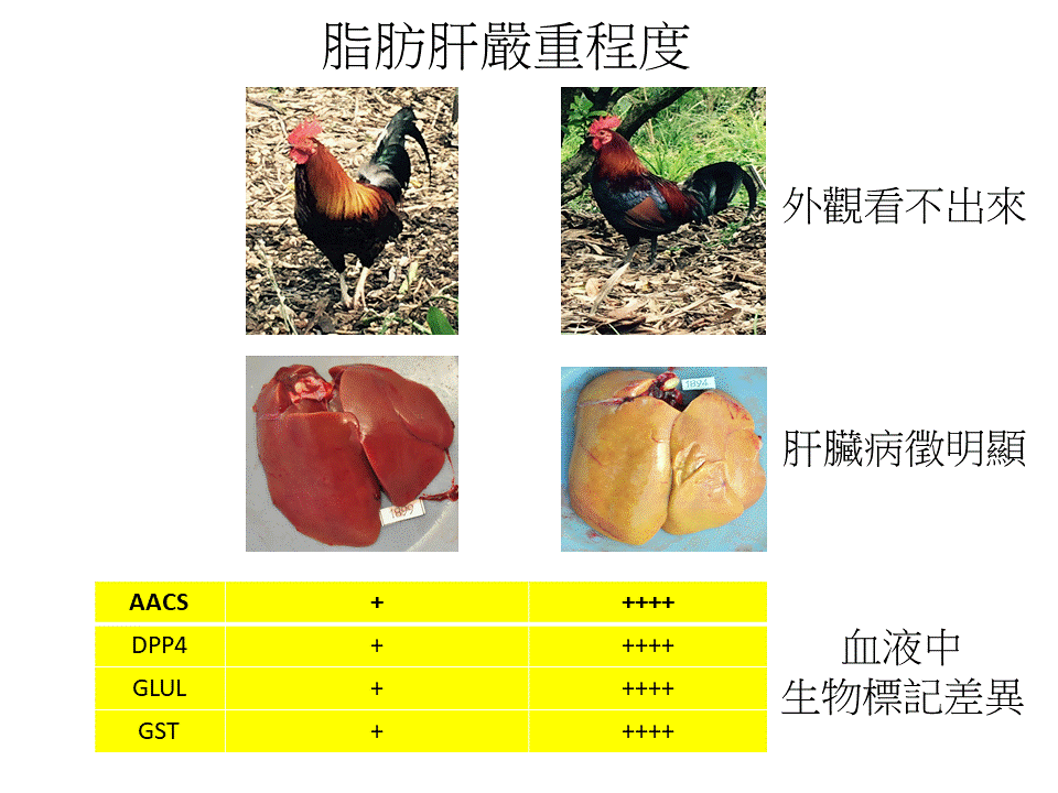 肝若好人生是彩色的-雞不可失