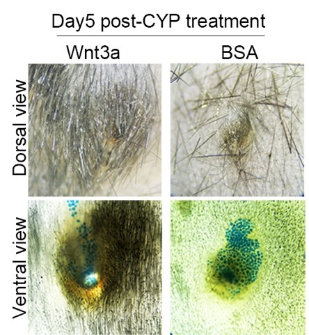 圖二：左側顯示利用Wnt3a局部施打，在化療藥物cyclophosphamide (CYP)治療後，毛髮可以持續生長。右側為對照組，在放療藥物cyclophosphamide (CYP) 治療後，後毛髮嚴重脫落。