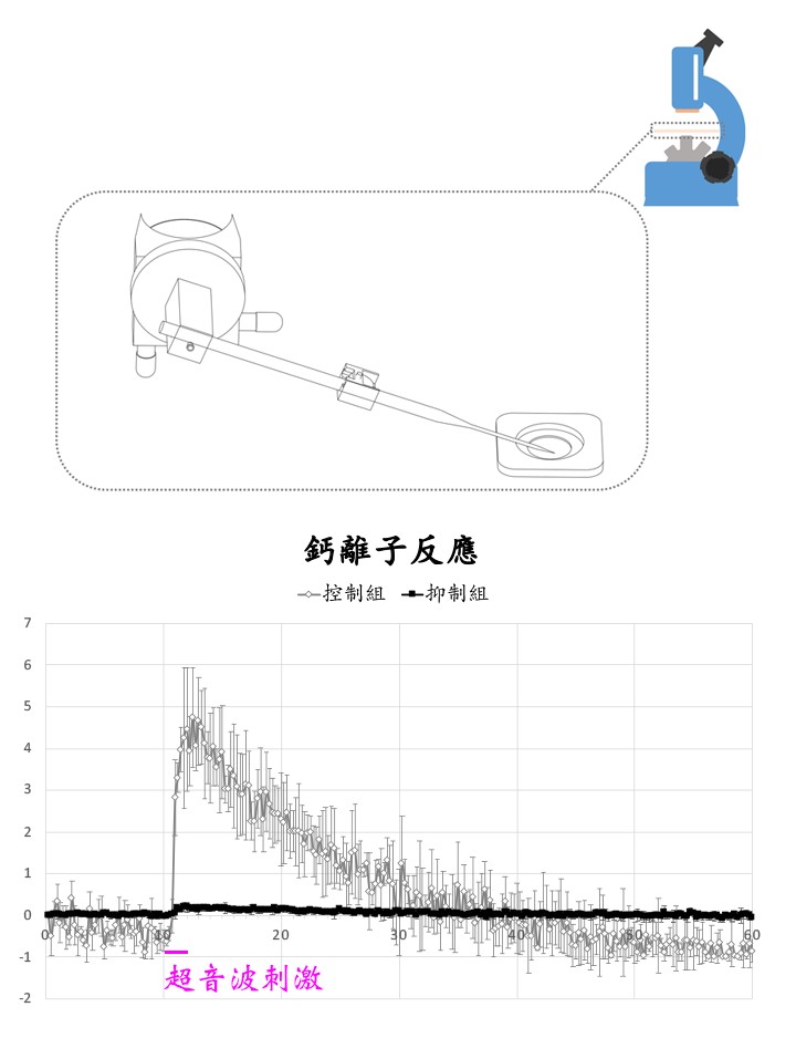 圖一：微針式超音波刺激儀(上圖)，使用微針式超音波刺激儀調控下的細胞內鈣離子濃度(下圖)。