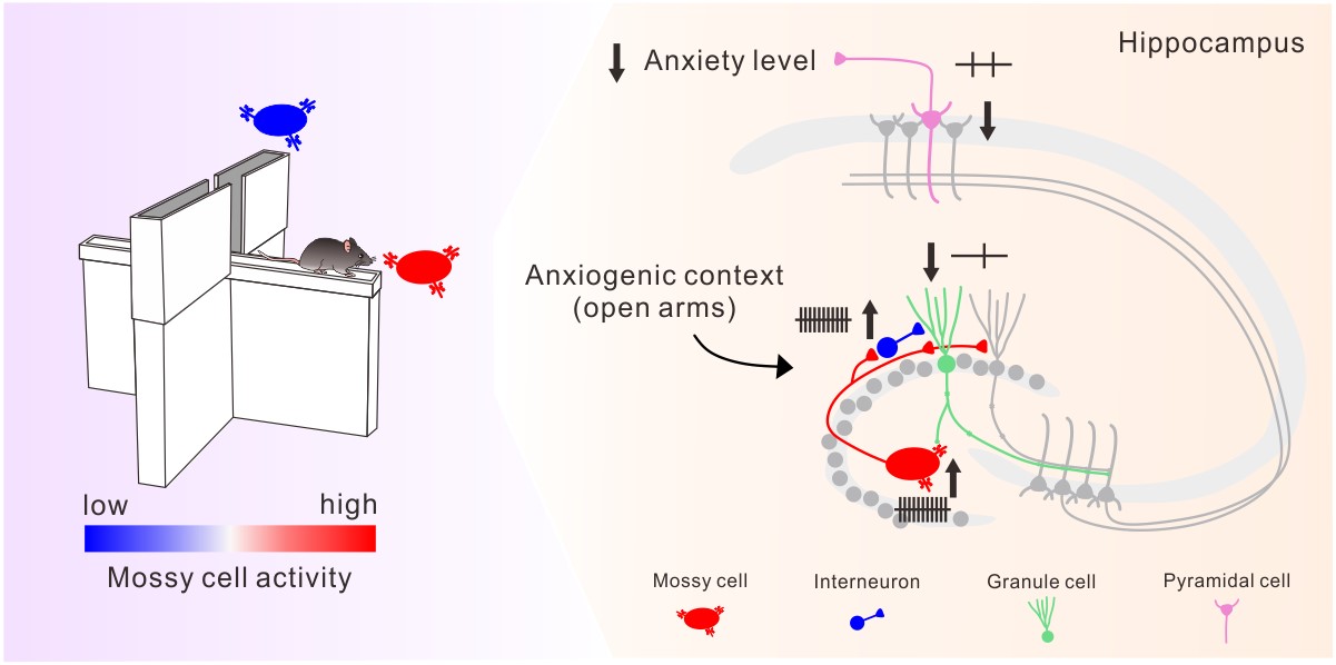 Left panel, the research team of Prof. Cheng-Chang Lien reports that activity of mossy cells correlates with the anxiogenic factors in the environments. Increased mossy cell activity (a red cell in the figure) when animals stay in open arms. Right panel, circuit mechanism of the anxiolytic effect underlying mossy cell activation in the hippocampus. Increased mossy cell activity leads to activation of local inhibitory cells in the dentate gyrus, finally resulting in suppression of hippocampal output.